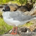 gull_swallowtailed_spz_h_0280_ecu1981.jpg